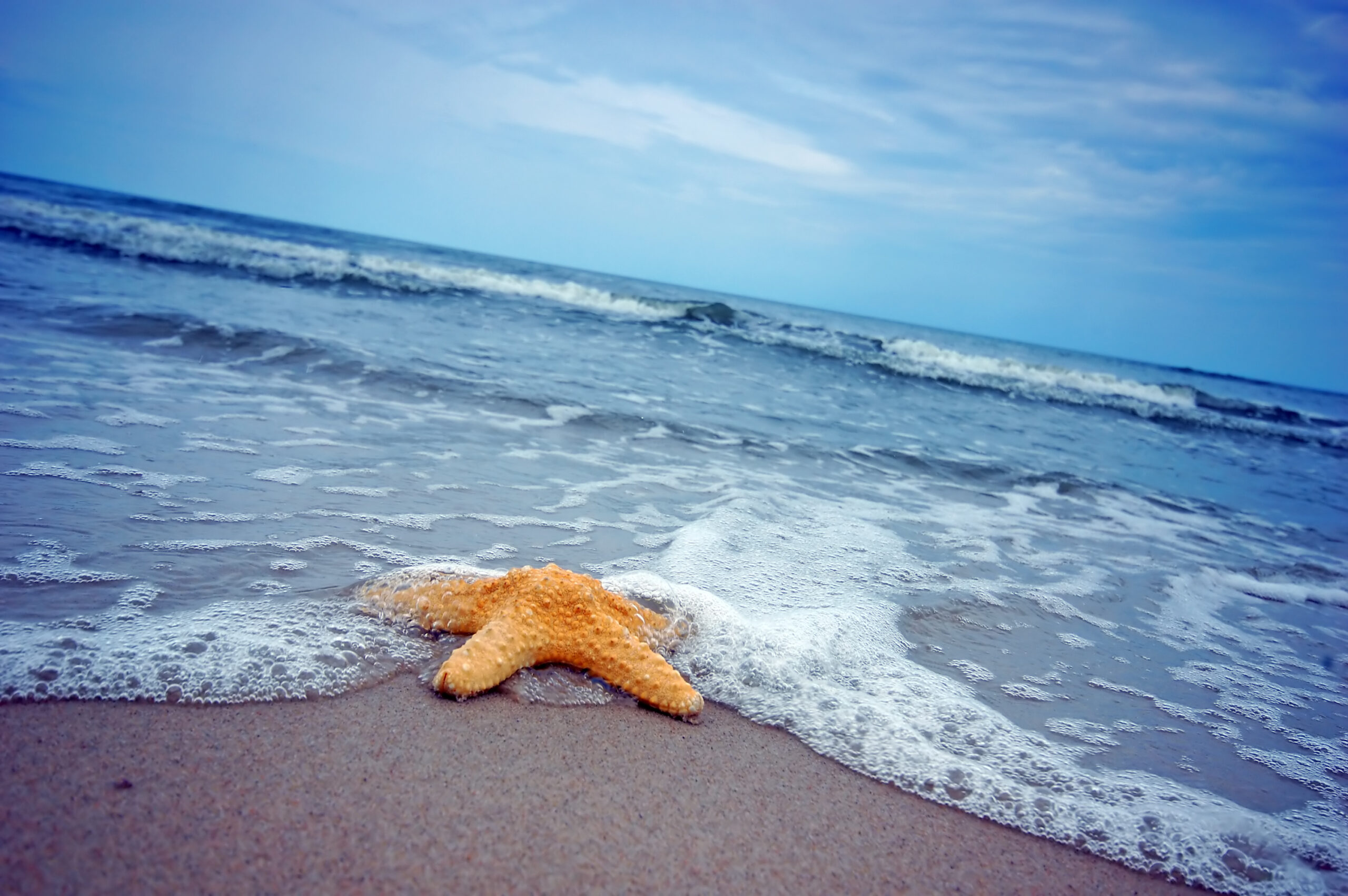 Starfish